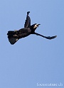 Corbeau 2734
